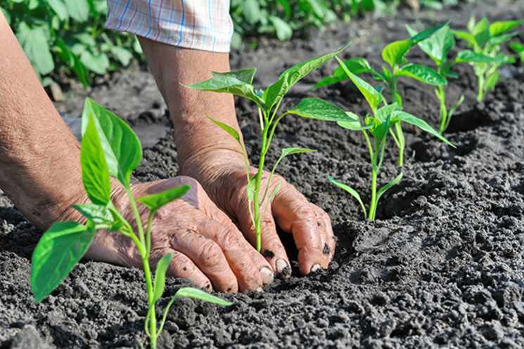 XV COMUNITA’ MONTANA VALLE DEL LIRI, FORMAZIONE. UN CORSO DI AVVIAMENTO ALL’AGRICOLTURA BIOLOGICA, IN ARRIVO AD ARCE.