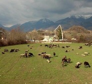 VALCOMINO, CENTRALI BIOMASSE. QUADRINI:”TUTELIAMO LA SALUTE, PRIMA DELLE LOGICHE ECONOMICHE”