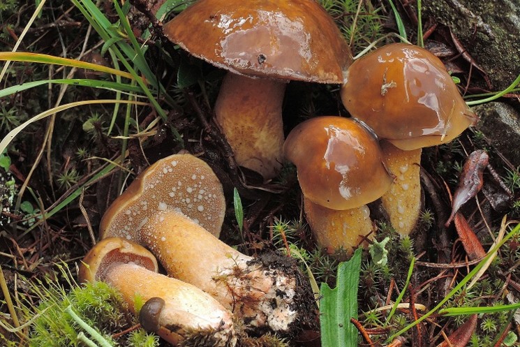 CORSO MICOLOGICO PROMOSSO DALL'ENTE MONTANO. A BREVE IN PARTENZA AD ARCE.