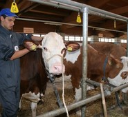 FROSINONE, ALLEVATORI SENZA ATTESTATI GENEALOGICI. QUADRINI CHIEDE IL RIPRISTINO CELERE DELLE ATTIVITA’ DI CONTROLLO.