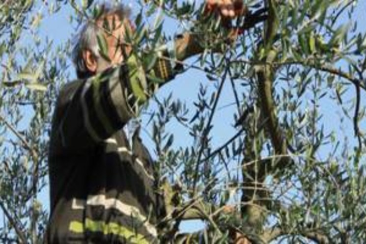 XV COMUNITA' MONTANA, CORSO AVANZATO DI POTATURA E GESTIONE DELL’ULIVETO E DEL FRUTTETO.