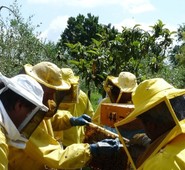 XV Comunità Montana, Corso avviamento Apicoltura. Ultimi posti disponibili per iscriversi. QUADRINI:”PROMUOVERE LO SVILUPPO DI QUESTA ATTIVITA’SIGNIFICA OFFRIRE CRESCITA PER IL TERRITORIO”.