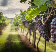 REGIONE LAZIO, AGRICOLTURA. RISTRUTTURAZIONE E RICONVERSIONE VIGNETI. QUADRINI:”OPPORTUNITA’ PER AIUTARE LA COMPETITIVITA’ DEI VINI LOCALI”.