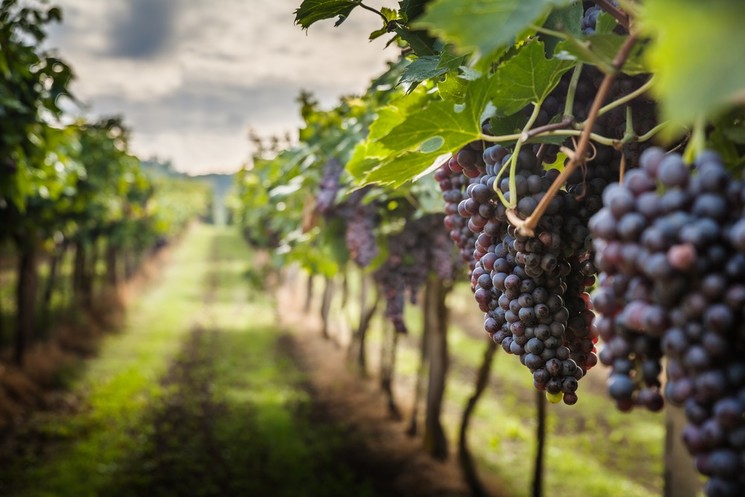 REGIONE LAZIO, AGRICOLTURA. RISTRUTTURAZIONE E RICONVERSIONE VIGNETI. QUADRINI:”OPPORTUNITA’ PER AIUTARE LA COMPETITIVITA’ DEI VINI LOCALI”.