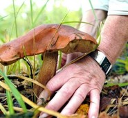 LA COMUNITA’ MONTANA: UN CORSO PER DIVENTARE ESPERTI CONOSCITORI DEL MONDO MICOLOGICO. QUADRINI: “NON BISOGNA IMPROVVISARSI RACCOGLITORI DI FUNGHI. RISCHI PER LA SALUTE PERSONALE E DEL PROSSIMO”.