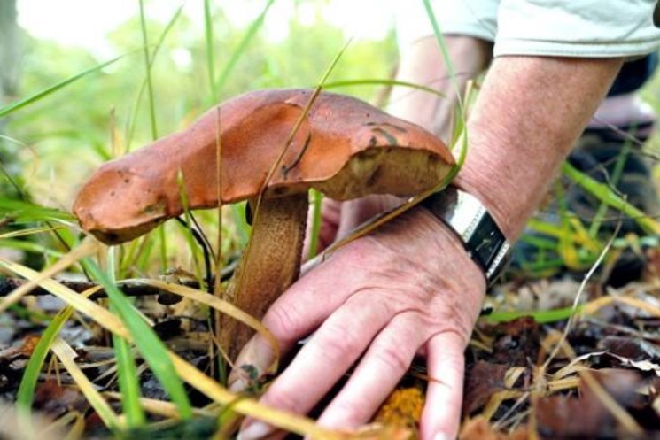 LA COMUNITA’ MONTANA: UN CORSO PER DIVENTARE ESPERTI CONOSCITORI DEL MONDO MICOLOGICO. QUADRINI: “NON BISOGNA IMPROVVISARSI RACCOGLITORI DI FUNGHI. RISCHI PER LA SALUTE PERSONALE E DEL PROSSIMO”.