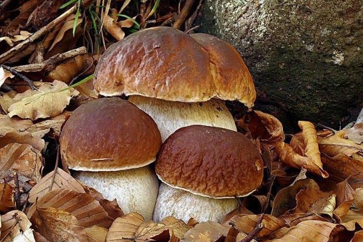ARCE, ULTIMI POSTI PER ISCRIVERSI AL CORSO MICOLOGICO PROMOSSO DALLA XV COMUNITA’ MONTANA. QUADRINI:”LA FORMAZIONE E’ ATTIVITA’ INDISPENSABILE A CHI VUOLE CONOSCERE IL PERICOLOSO MONDO DEI FUNGHI”.