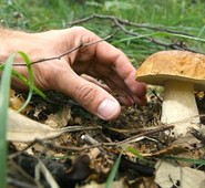  ARCE, XV COMUNITA’ MONTANA VALLE DEL LIRI. PARTE IL CORSO MICOLOGICO. DATE E ORARI