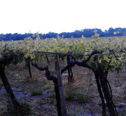 Ciociaria, Agricoltura danneggiata a causa di pioggia e grandine. Quadrini: "necessario attuare misure preventive"