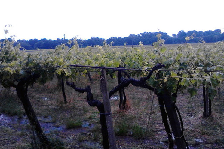 Ciociaria, Agricoltura danneggiata a causa di pioggia e grandine. Quadrini: "necessario attuare misure preventive"