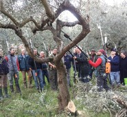 CORSO AVANZATO DI POTATURA E GESTIONE DELL’ULIVETO E DEL FRUTTETO CON TECNICHE ECO-COMPATIBILI. A GIUGNO PRESSO LA XV COMUNITA’ MONTANA