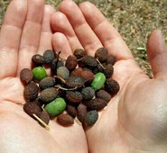 SICCITA', PRODUTTORI DI OLIO SPAVENTATI. QUADRINI: "ORA SI CONCRETIZZINO LE MISURE DI SOSTEGNO"