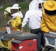 XV Comunità Montana, Corso avviamento Apicoltura. Ultima settimana utile per iscriversi. Quadrini: ”Attività nobile che può divenire anche fonte di lavoro alternativo”.