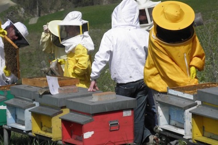 XV Comunità Montana, Corso avviamento Apicoltura. Ultima settimana utile per iscriversi. Quadrini: ”Attività nobile che può divenire anche fonte di lavoro alternativo”.