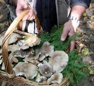 Arce, Corso Micologico per rilascio tesserino.Ultima settimana utile per iscriversi.