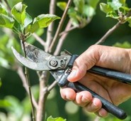 ARCE, AL VIA IL CORSO DI POTATURA. MERCOLEDI’ LA 1°LEZIONE TEORICA.