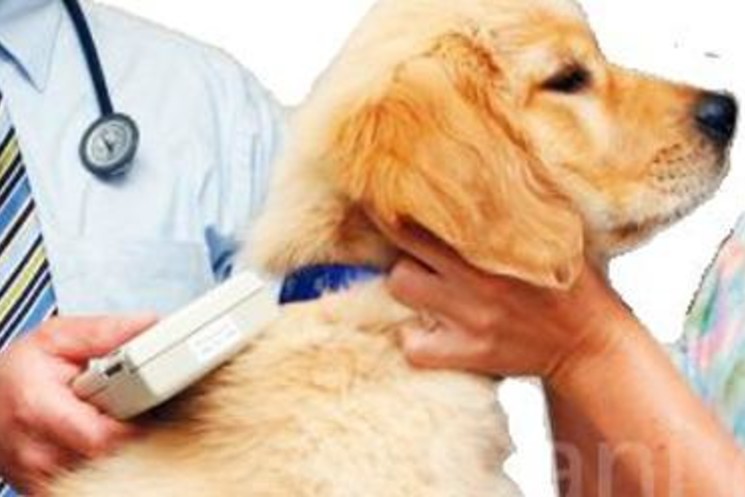 GIORNATA DEL MICROCHIP GRATUITO, ORGANIZZATA DALLA XV COMUNITA' MONTANA IL 25 FEBBRAIO 2018