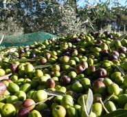 Campagna Olearia 2018 calo produzione 40%. A suonare l’allarme Quadrini:”Salvaguardare economia locale acquistando da nostri olivicoltori”