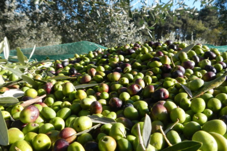 Campagna Olearia 2018 calo produzione 40%. A suonare l’allarme Quadrini:”Salvaguardare economia locale acquistando da nostri olivicoltori”