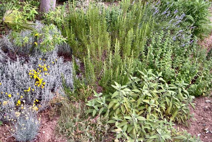 UN CORSO DI PIANTE OFFICINALI. IN ARRIVO AD ARCE, ORGANIZZATO DA XV COMUNITA’ MONTANA E FONDAZIONE CICERONE.