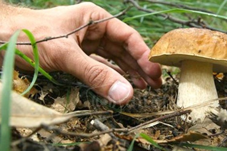 Un nuovo corso Micologico organizzato dalla XV Comunità Montana. In arrivo a novembre e dicembre ad Arce.