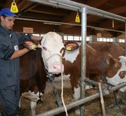 REGIONE, LA FINE DELL’ARA LAZIO, LICENZIAMENTI. QUADRINI:”UN ATTO GRAVE CHE METTE IN GINOCCHIO GLI ALLEVATORI E LE PRODUZIONI”