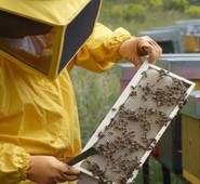 Xv Comunità Montana, in arrivo il secondo Corso di avviamento all' apicoltura. Aperte le preiscrizioni.